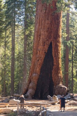 Dev Sekoya ormanı turistler. Kaliforniya Sierra Nevada Dağları Sekoya Milli Parkı, Amerika Birleşik Devletleri. Dev sekoya ağaçları nın klasik görünümü, dev sekoya lar olarak da bilinir.