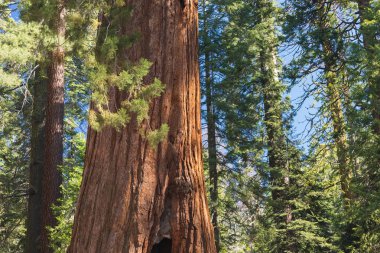 Dev Sekoya Ormanı. Kaliforniya Sierra Nevada Dağları Sekoya Milli Parkı, Amerika Birleşik Devletleri. Ünlü dev sekoya ağaçlarının klasik görünümü, ayrıca dev sekoya lar veya Sierra sekoyalar olarak da bilinir