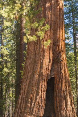 Dev Sekoya Ormanı. Kaliforniya Sierra Nevada Dağları Sekoya Milli Parkı, Amerika Birleşik Devletleri. Ünlü dev sekoya ağaçlarının klasik görünümü, ayrıca dev sekoya lar veya Sierra sekoyalar olarak da bilinir