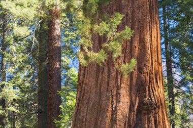 Dev Sekoya Ormanı. Kaliforniya Sierra Nevada Dağları Sekoya Milli Parkı, Amerika Birleşik Devletleri. Ünlü dev sekoya ağaçlarının klasik görünümü, ayrıca dev sekoya lar veya Sierra sekoyalar olarak da bilinir