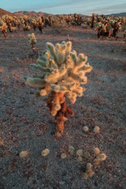 Joshua Tree National Park, Mojave çöl ve bitkiler, Kaliforniya, ABD. 