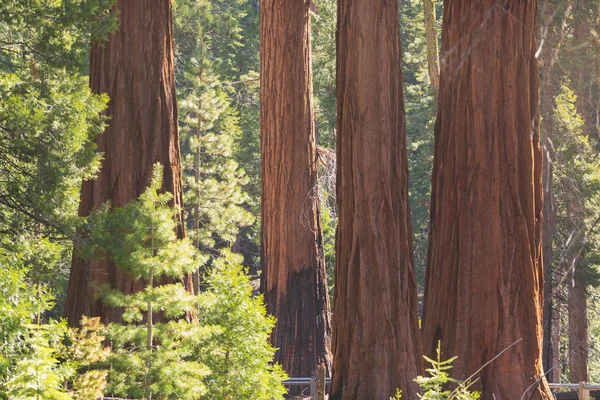 Giant Sequoias Forest. Sequoia National Park in California Sierra Nevada Mountains, United States. Classic view of famous giant sequoia trees, also known as giant redwoods or Sierra redwoods