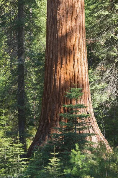 Giant Sequoias Forest Sequoia National Park Kalifornien Sierra Nevada Mountains — Stockfoto