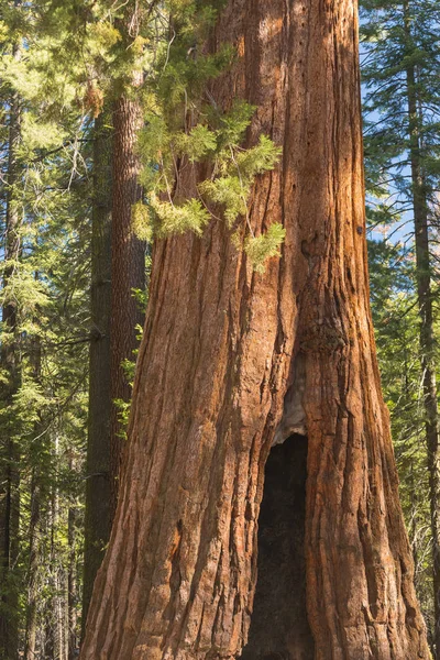 Giant Sequoias Forest. Sequoia National Park in California Sierra Nevada Mountains, United States. Classic view of famous giant sequoia trees, also known as giant redwoods or Sierra redwoods