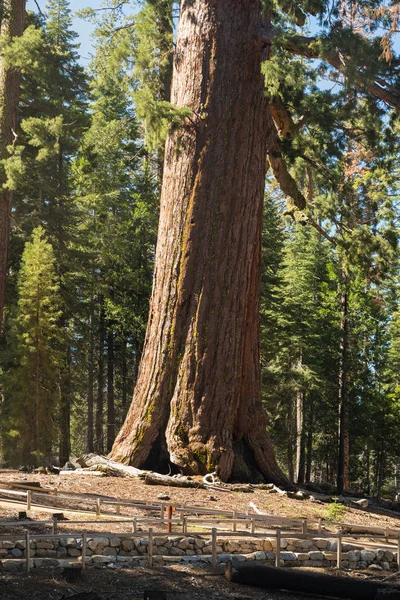 Giant Sequoias Forest. Sequoia National Park in California Sierra Nevada Mountains, United States. Classic view of famous giant sequoia trees, also known as giant redwoods or Sierra redwoods