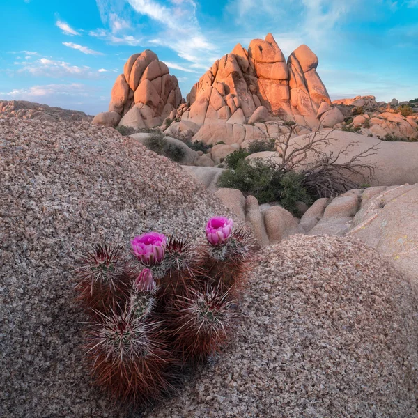 Joschua Baum Nationalpark Mojave Wüste Und Blumen Kalifornien Usa Jumbo — Stockfoto