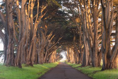 Point Reyes National Seashore'da çarpıcı Cypress alley, Kaliforniya, Amerika Birleşik Devletleri. San Francisco yakınlarındaki güzel bir günde fairytale ağaçlar, U