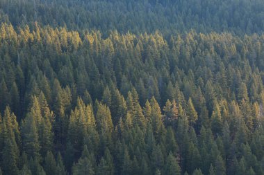 Vadi bir dağ ortamında sis le dolup taşmış durumda. Sislerin üzerinde sadece dağların yüksek tepeleri güneşli gökyüzünün altında yükselir. Sisli sabah. Güzel peyzaj konsepti.