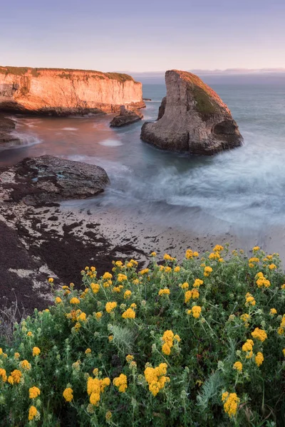 Panoramic view over Shark Fin Cove (Shark Tooth Beach). Davenport, Santa Cruz County, California, USA. Sunset in California - waves and sun hitting these beautiful rock formations with flowers.