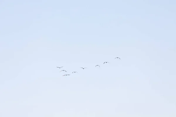 Flock of Birds flying in formation, Blue sky background.