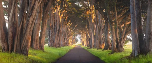 Point Reyes National Seashore'da Çarpıcı Selvi Ağacı Tüneli, Kaliforniya, Amerika Birleşik Devletleri. San Francisco yakınlarındaki güzel bir günde fairytale ağaçlar, Abd 