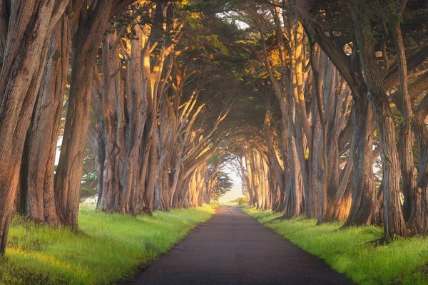 Point Reyes National Seashore'da Çarpıcı Selvi Ağacı Tüneli, Kaliforniya, Amerika Birleşik Devletleri. San Francisco yakınlarındaki güzel bir günde fairytale ağaçlar, Abd 