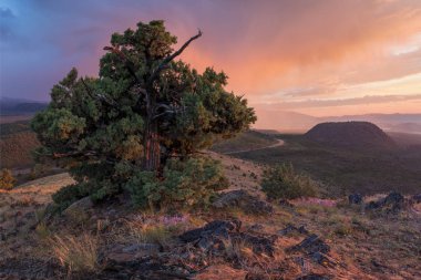 Yalnız ağaç ve karanlık ve renkli fırtınalı gökyüzü ile Manzara. Bir güç fırtına veya kasırga önce rüzgarlarda esen çam ağacı. Peyzaj konsepti 