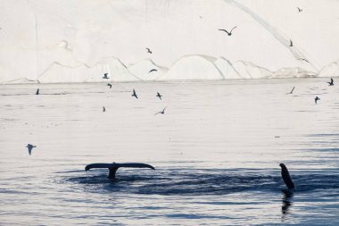 Buzdağları arasında Ilulissat yakınlarında balina dalışı. Kaynakları Jakobshavn buzulunda. Buzdağlarının kaynağı küresel ısınma ve buz, Disko Körfezi, Grönland, Unesco felaket erime olduğunu 