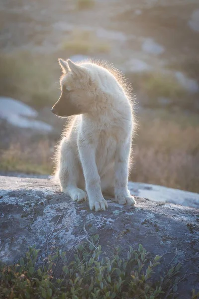 Güzel Grönland Kızak Köpek Sıcak Yaz Güneşinden Arka Işık Ile — Stok fotoğraf