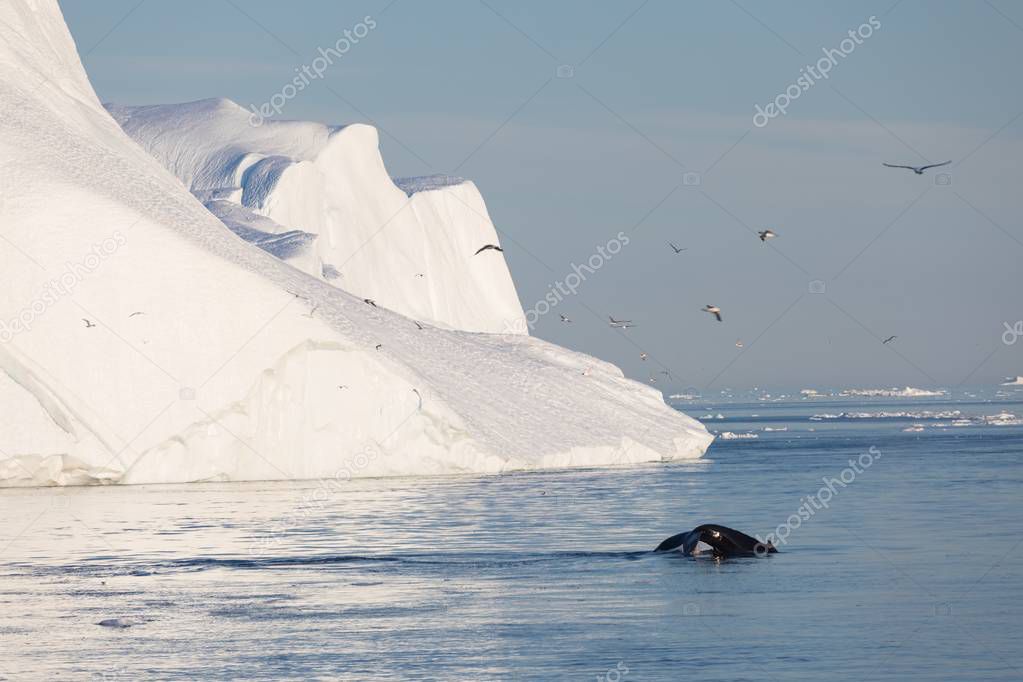 Whale dive near Ilulissat among icebergs. Their source is by the Jakobshavn glacier. The source of icebergs is a global warming and catastrophic thawing of ice, Disko Bay, Greenland, UNESCO 