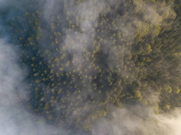 Mgliste Drzewa Góry Widok Lotu Ptaka Poranna Mgła Wschód Słońca — Zdjęcie stockowe