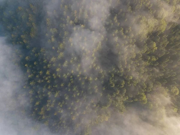 Mgliste Drzewa Góry Widok Lotu Ptaka Poranna Mgła Wschód Słońca — Zdjęcie stockowe