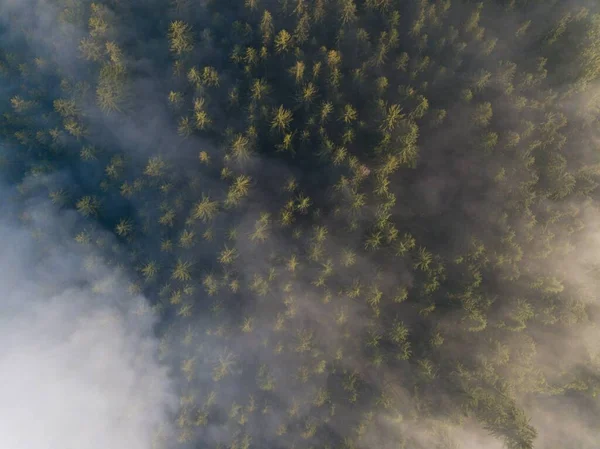 Yukarıdan Sisli Ağaçlar Sonbaharda Sabah Sisi Gün Doğumunun Hava Görüntüsü — Stok fotoğraf