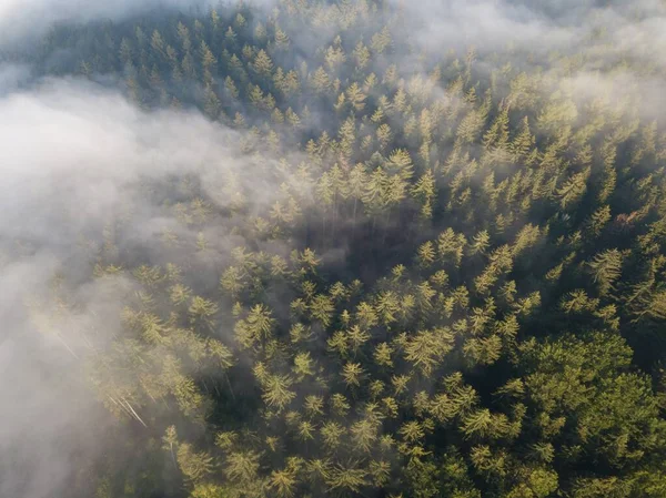 Mlhavé Stromy Shora Letecký Pohled Ranní Mlhu Východ Slunce Podzim — Stock fotografie