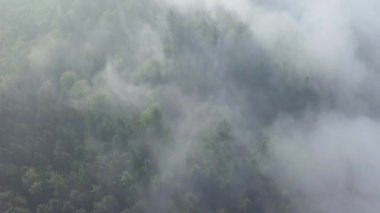 Yukarıdan sisli ağaçlar. Sonbaharda sabah sisi ve gün doğumunun hava görüntüsü. Manzaradaki güzel romantik atmosfer. Ulusal parkta yaz zamanı. Spruce Ormanı 'nın evrensel panoramik manzarası.
