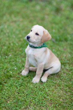Çocuk parkında koşan mutlu köpek yavrusu. Sarı Labrador Retriever. Yaz mevsimi boyunca güneşli bir gün.