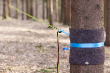 İp halat askısı için gerekli ekipman makinenin yanında ve ağaç için koruma. Sonbahar ormanlarında renkli bir ip. Spor. Şehir parkında dar bir ip ya da açık bir ip..