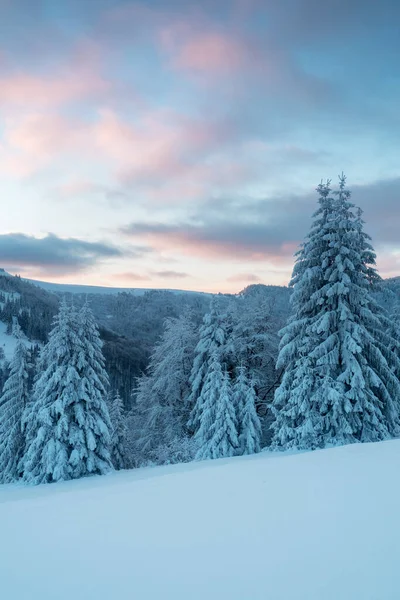 Vintern Kommer Första Snön Flygfoto Snö Och Rim Täckt Tallskog — Stockfoto