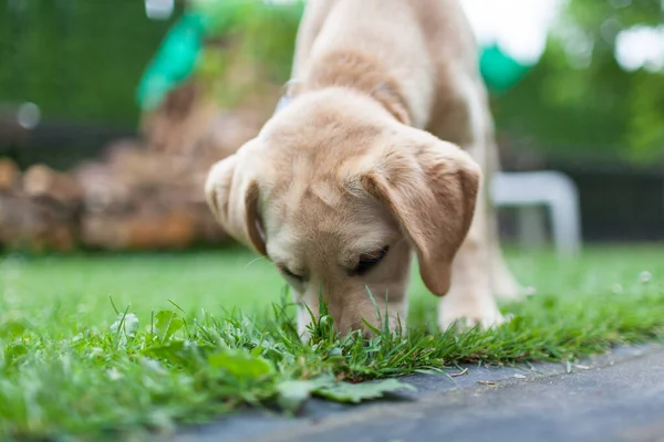 Çocuk Parkında Koşan Mutlu Köpek Yavrusu Sarı Labrador Retriever Yaz — Stok fotoğraf