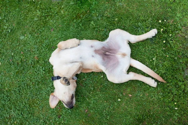 Glückliche Hundewelpen Laufen Auf Dem Spielplatz Grünen Hof Gelber Labrador — Stockfoto