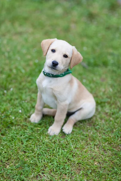 Happy Puppy Dog Running Playground Green Yard Yellow Labrador Retriever — Stock Photo, Image