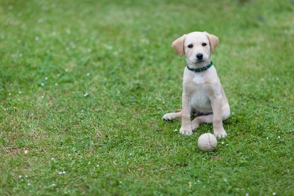 Cachorro Feliz Perro Corriendo Patio Patio Verde Amarillo Labrador Retriever — Foto de Stock