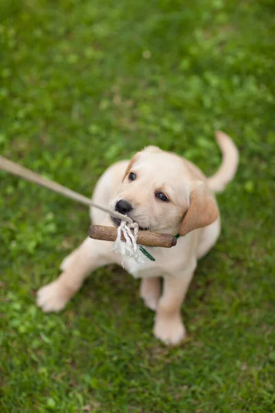 Çocuk Parkında Koşan Mutlu Köpek Yavrusu Sarı Labrador Retriever Yaz — Stok fotoğraf