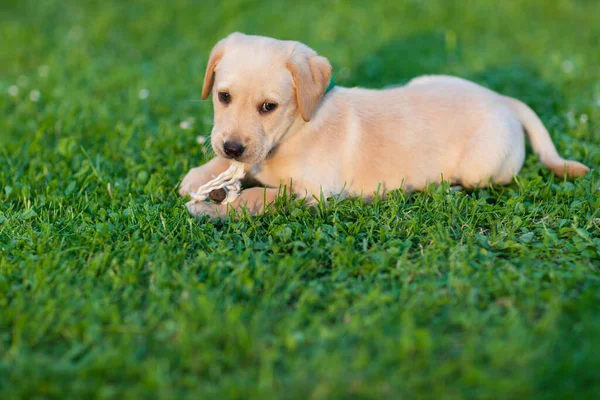 Happy Puppy Dog Running Playground Green Yard Yellow Labrador Retriever — Stock Photo, Image