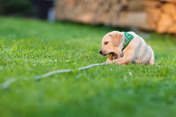 Cachorro Feliz Perro Corriendo Patio Patio Verde Amarillo Labrador Retriever — Foto de Stock