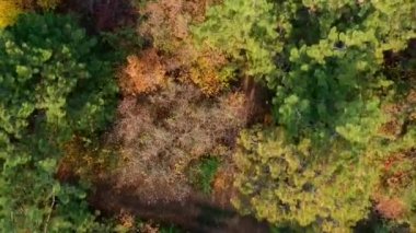 Gökten sonbahar orman