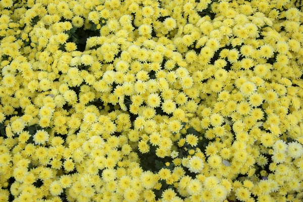 明亮的黄色菊花生长在秋天的花园 — 图库照片