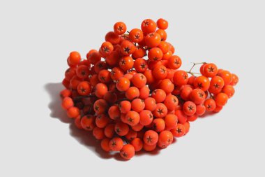 Beyaz izole zemin üzerinde olgunlaşmış yabani üvez