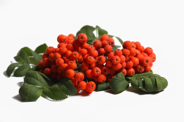 Ripe Wild Rowan White Isolated Background — Stock Photo, Image