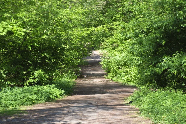 Yeşil çalılar ve ağaçlar tarafından çevrili Orman yolundaki 