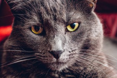 Rus mavi kedi büyük sarı gözleri ile yakından