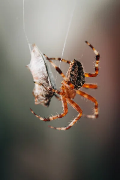 Spin is het eten van het gevangen insect — Stockfoto