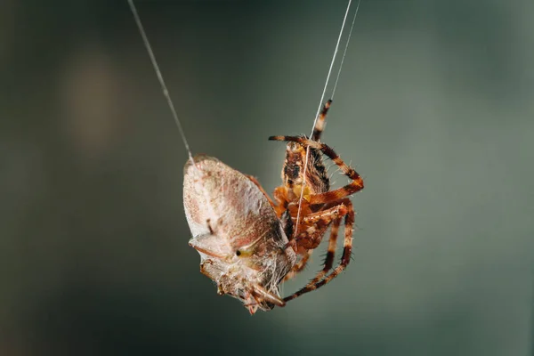 Павук їсть в пастці жука — стокове фото