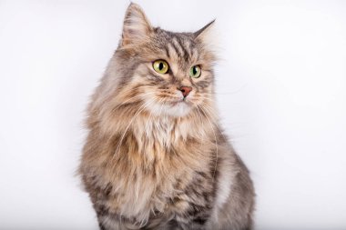 Siberian kedi sağa bakıyor