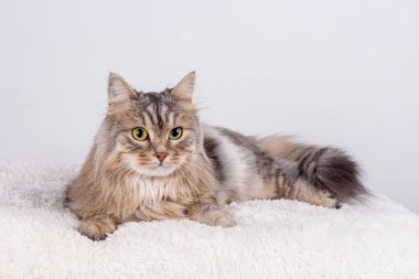 Siberian kedi açık arıyor