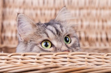 Siberian kedi sağa bir sepetten arıyor