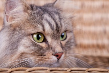 Siberian kedi sağa bir sepetten arıyor