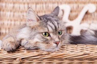 Siberian kedi sağa bir sepetten arıyor
