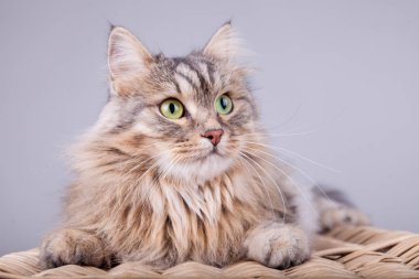 Siberian kedi sağa bir sepetten arıyor
