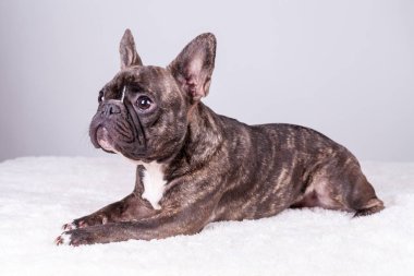 Kahverengi Fransız buldozer yalan konumlandırın